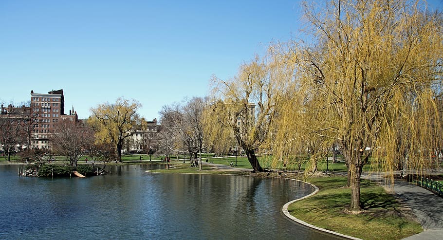Public Garden, Boston, Common, park, landmark, water, reflection, tree, day, architecture