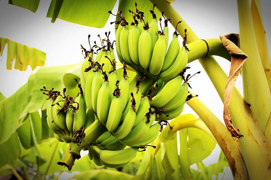 banana tree, fruit, banana, tree, green, forest, plant, white, yellow, fresh