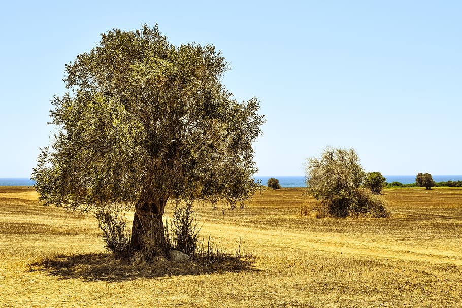 green, trees, daytime, Olive Tree, Field, Agriculture, landscape, mediterranean, nature, rural