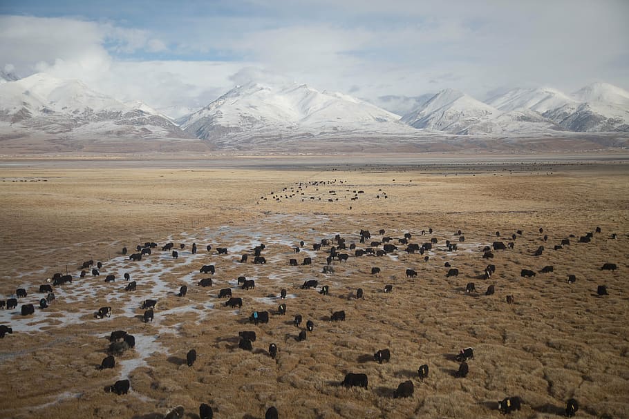 foto del paisaje, arena, montaña, manada, al aire libre, vaca, ganado, ternero, animal, campo