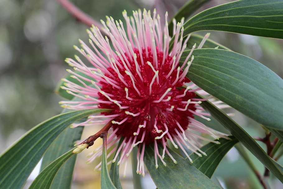 pin-cushion hakea, emu bush, flower, spherical, kodjet, kojet, nature, winter, australia, plant