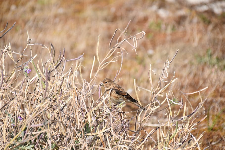 bird, young bird, branch dry, little bird, biped, petit, animal, animals in the wild, animal wildlife, vertebrate