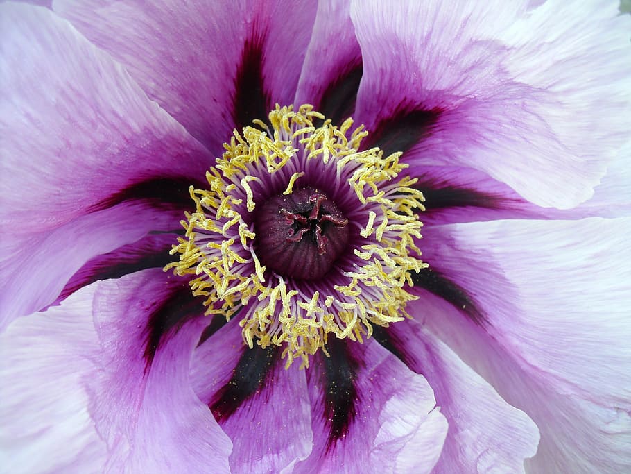closeup, white, purple, petaled flower, peony, uk, britain, england, flora, flower