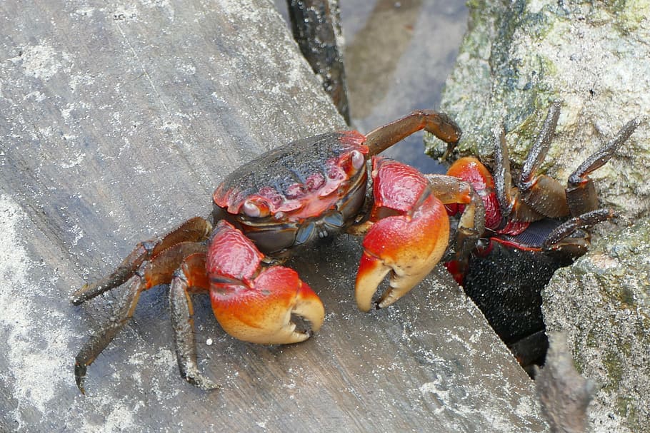 crab on stone, cancer, crab, animal, shellfish, animals, pliers, creature, grapsus grapsus, pet armor