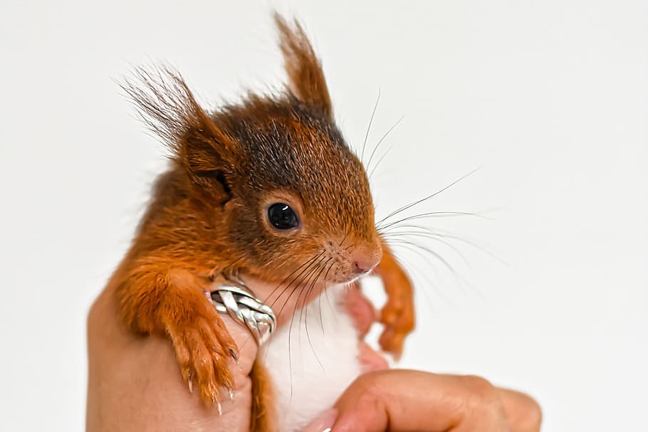 squirrel, young animal, small, young, cute, rodent, furry, sitting, button eyes, animal