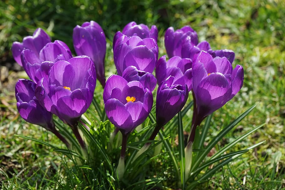crocus, flowers, purple, close, spring, bühen, colorful, color, violet, nature