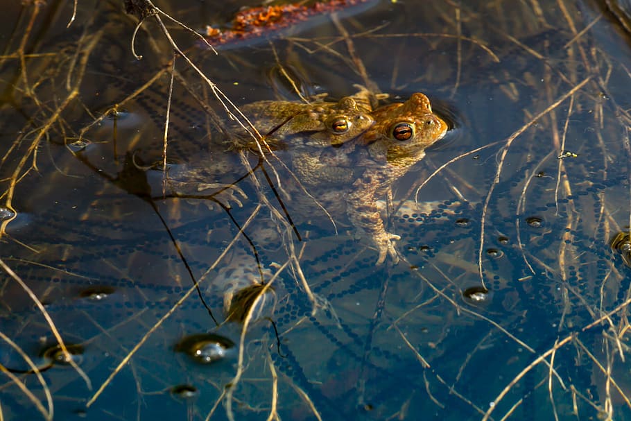 frog, spawn, pairing, mating season, spawning cord, water, frog spawn, egg, drop, amphibians