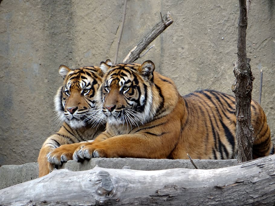 dos, tigres, mentira, gris, de madera, superficie, tigre de sumatra, naturaleza, depredador, tigre