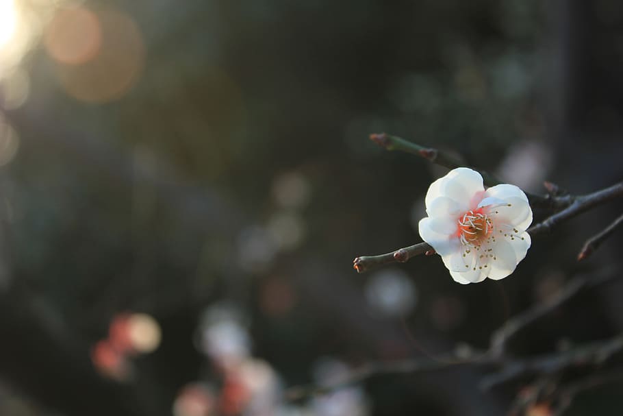 seletiva, fotografia de foco, flor, flor de ameixa, primavera, rosa, germinação, natureza, planta, ramo