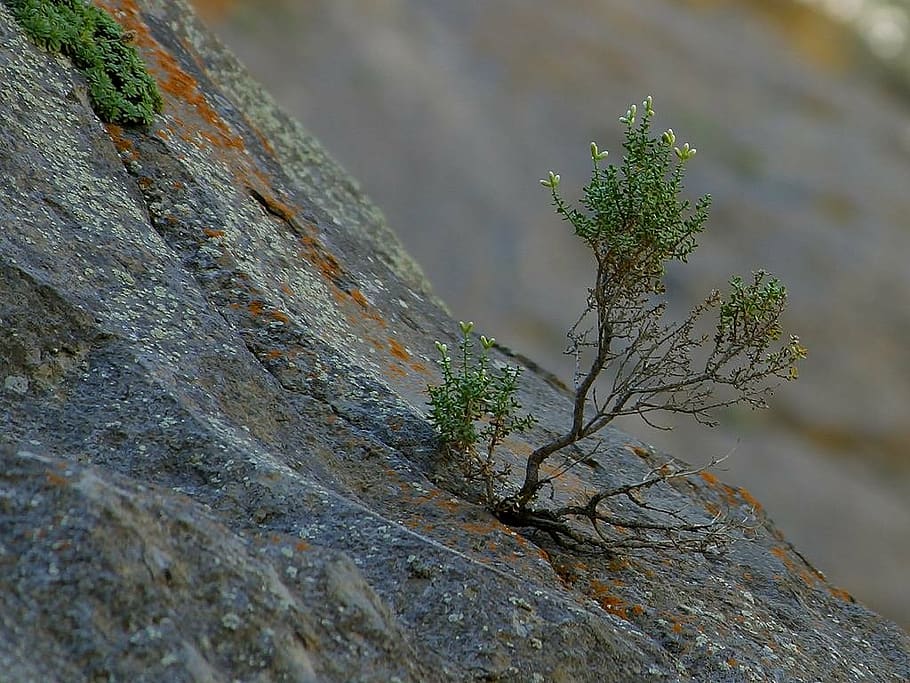seedling, bäumchen, rock, tenacity, tough, plant, young, small, tree, nature
