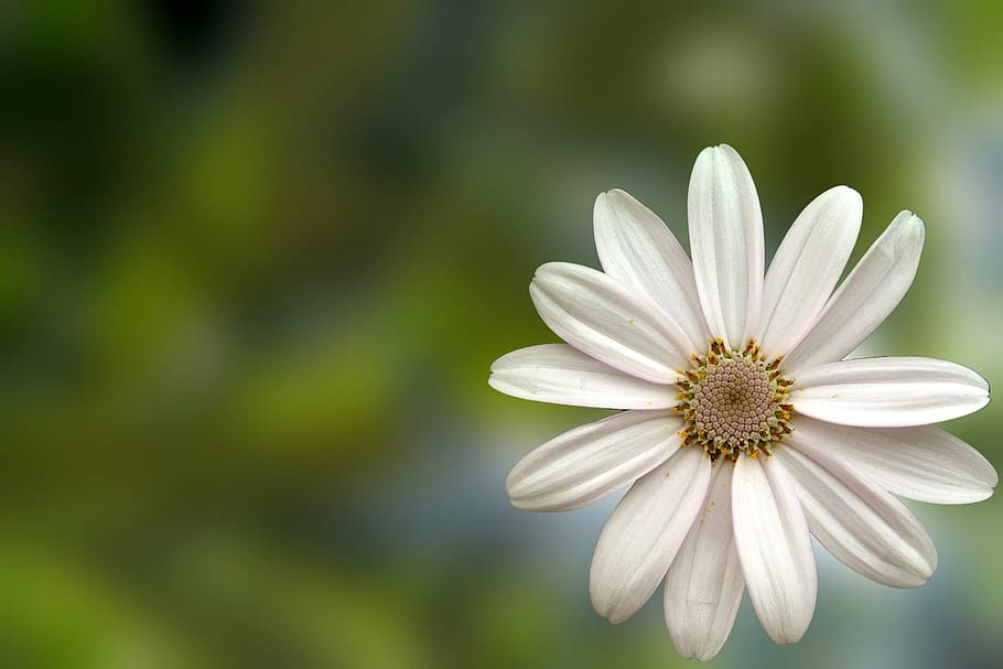 flower, daisy, white, petals, flowering plant, freshness, fragility, vulnerability, beauty in nature, plant