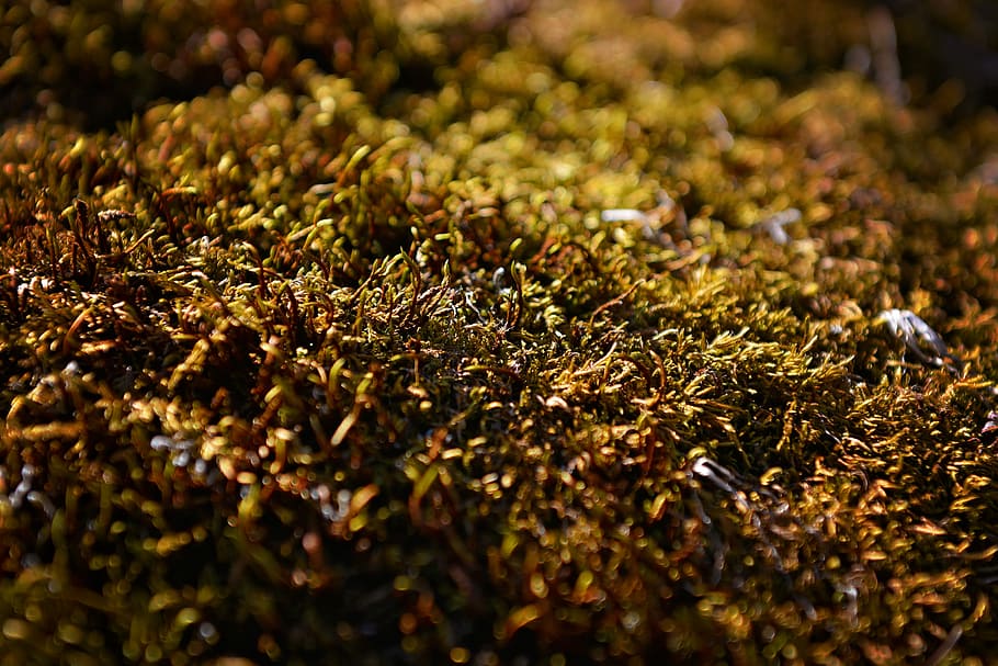 Moss, Green, Fluffy, Soft, Plant, Nature, moss, green, close, insect, colony
