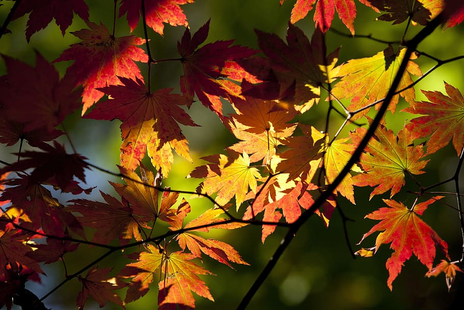 채우기, 프레임 사진, 단풍, 잎, 가을, 나뭇잎, 붉은 단풍, 단풍 나무, 풍경, 목재