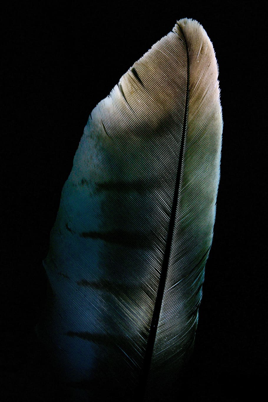 feather, raptor, milan, black background, indoors, close-up, studio shot, still life, vulnerability, single object