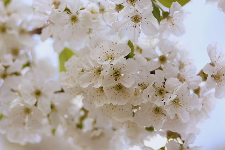 flores, árbol, visin, blanco, casey, florecido, primavera, planta floreciente, flor, frescura
