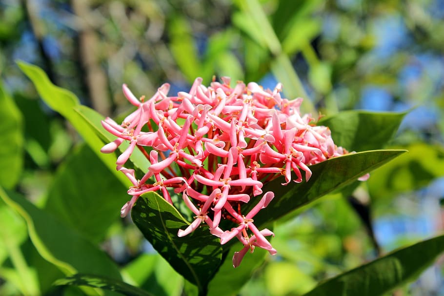 ixora chinensis, flower, nature, flowers, garden, fragile, plant, growth, close-up, flowering plant