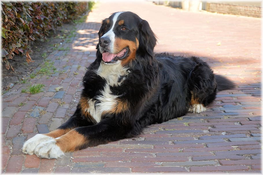 lying, brick pavement, Bernese Mountain Dog, Pedigree, Pet, dog, canine, puppy, pooch, growl