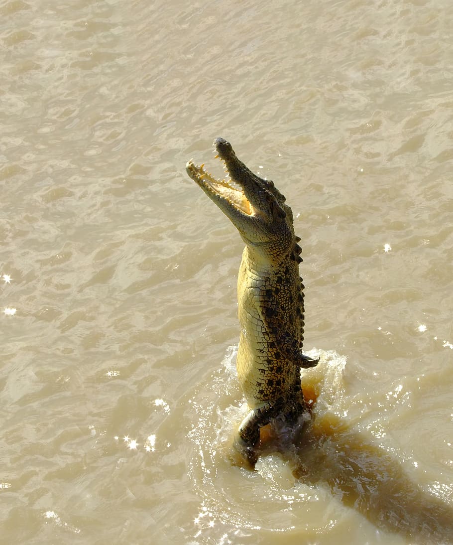 close-up photography, alligator, thrusting, vertically, body, water, crocodile, saltwater, jumping, river
