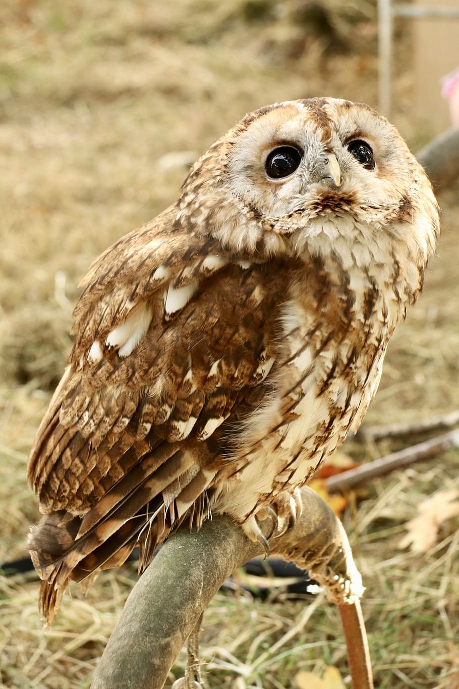 tawny owl, owl, nocturnal bird, animal themes, animal, bird, animal wildlife, one animal, animals in the wild, bird of prey
