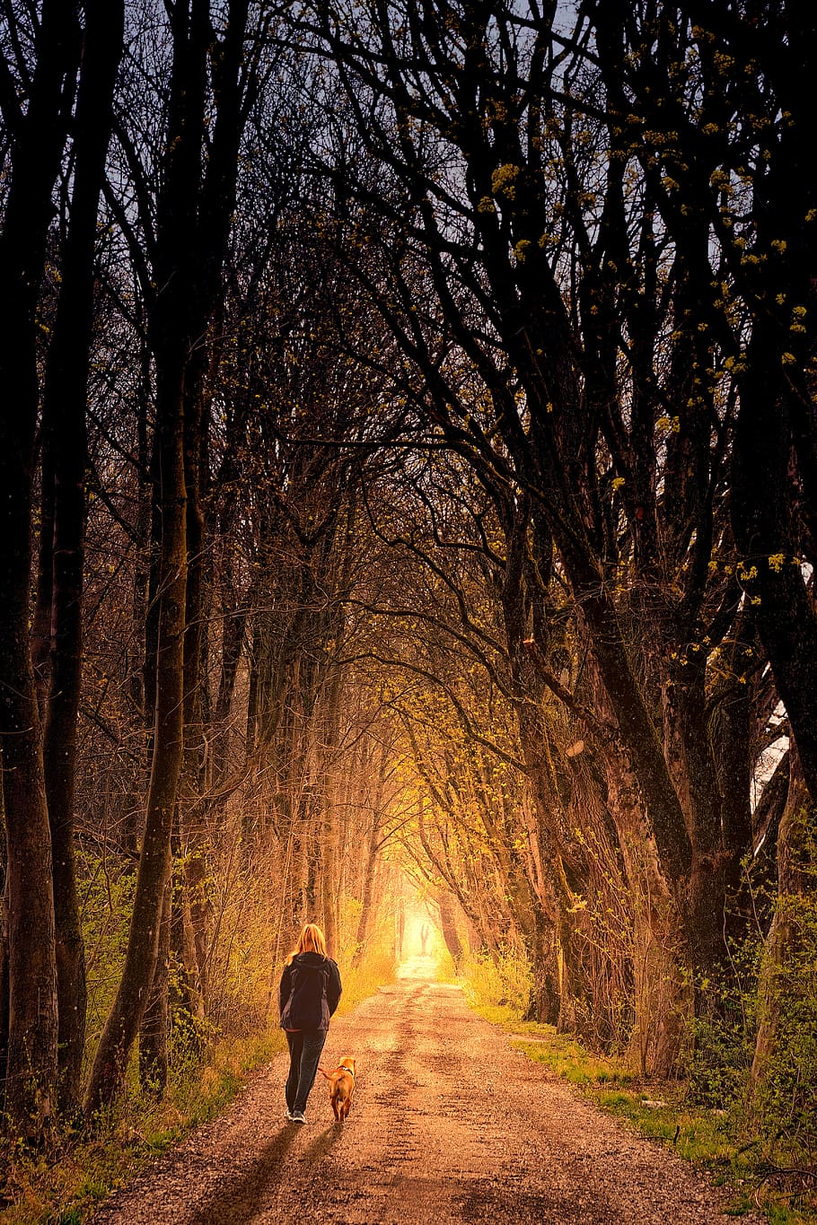 away, light, person, dog, light beam, forest, avenue, trees, landscape, path
