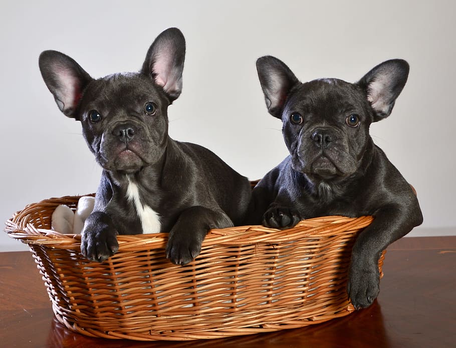 two, black-and-white, french, bulldogs, lying, wicker basket, french bulldog, dog, animal, puppy