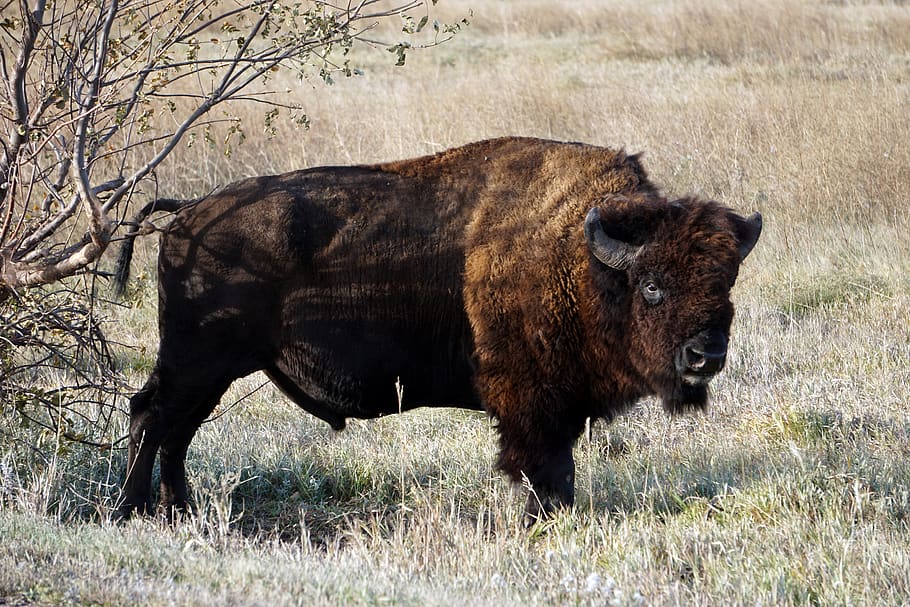 badlands, sul dakota, bisão, búfalo, animal, temas de animais, mamífero, vida selvagem animal, grama, um animal