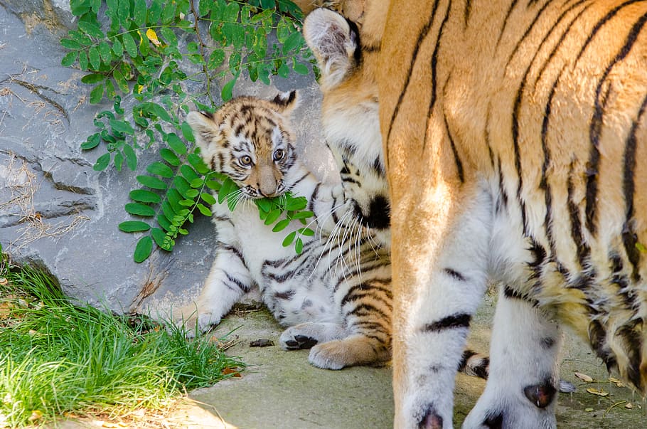 Tiger cub, tiger, cub, feline, cat, animal themes, animal, mammal, big cat, group of animals