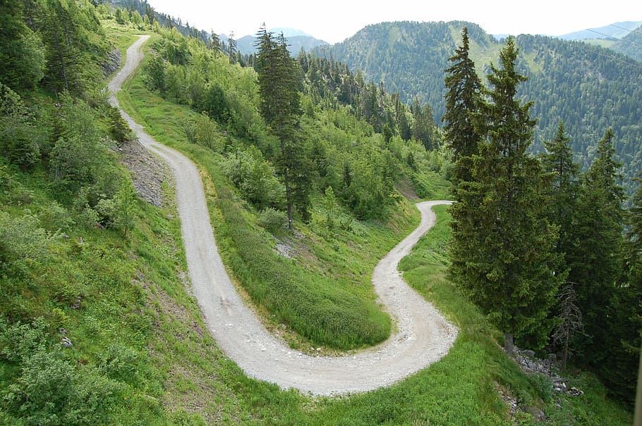 dirt road, hill, curve, road, pine, trees, green, grass, field, plant