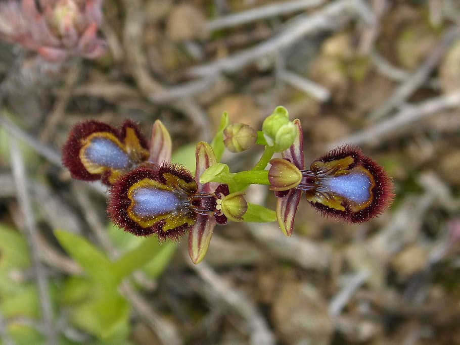 Ophrys Speculum, Apiary, abellera, orchid, priorat, montsant, flower, nature, plant, growth