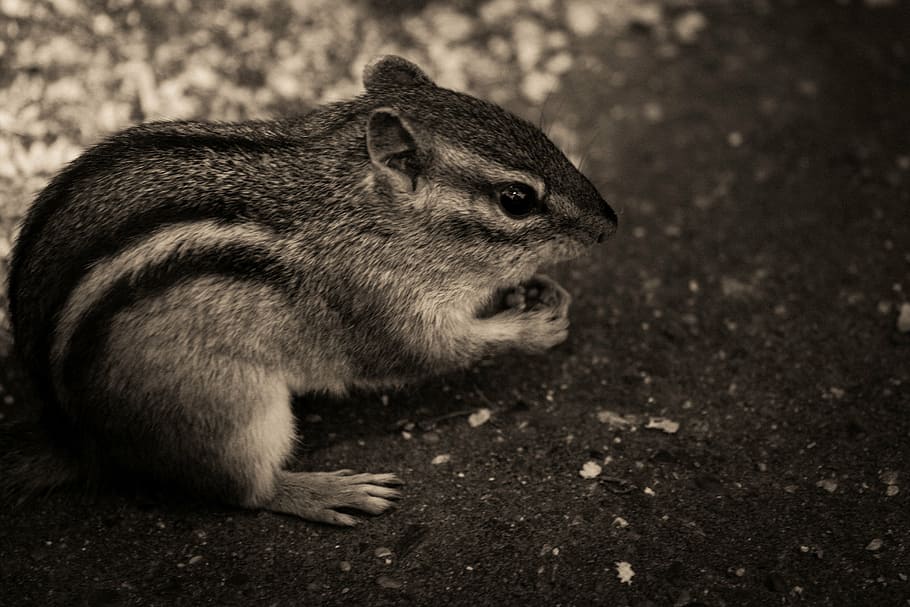 grayscale photo, chipmunk, ground, squirrel, animals, black and white, nature, one animal, animals in the wild, animal themes
