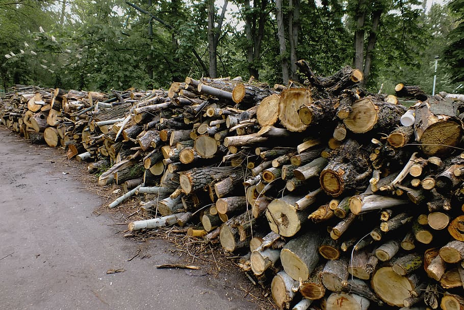 stumps, pile, trunk, logs, cut, detail, felled, firewood, forestry, fuel