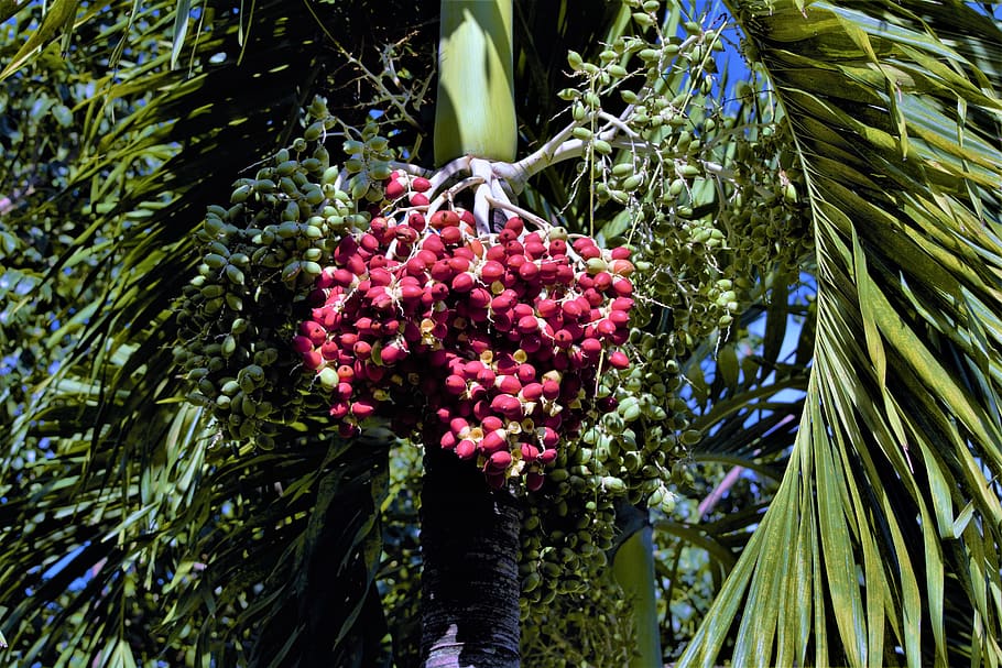 bolas rojas, semillas de palmeras, flores de palma, rojo, verde, hojas de  palma, frondas, al aire libre, belleza, naturaleza | Pxfuel