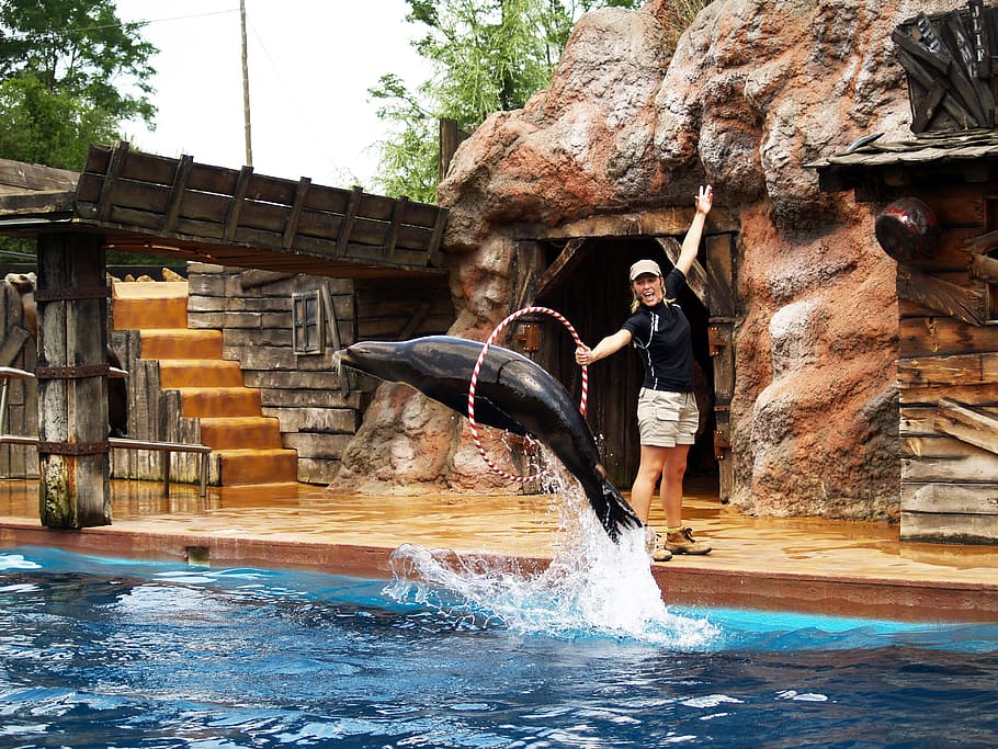 Seal, Acrobatics, Water Park, Zoo, water, mid adult, adults only, one person, one man only, adult