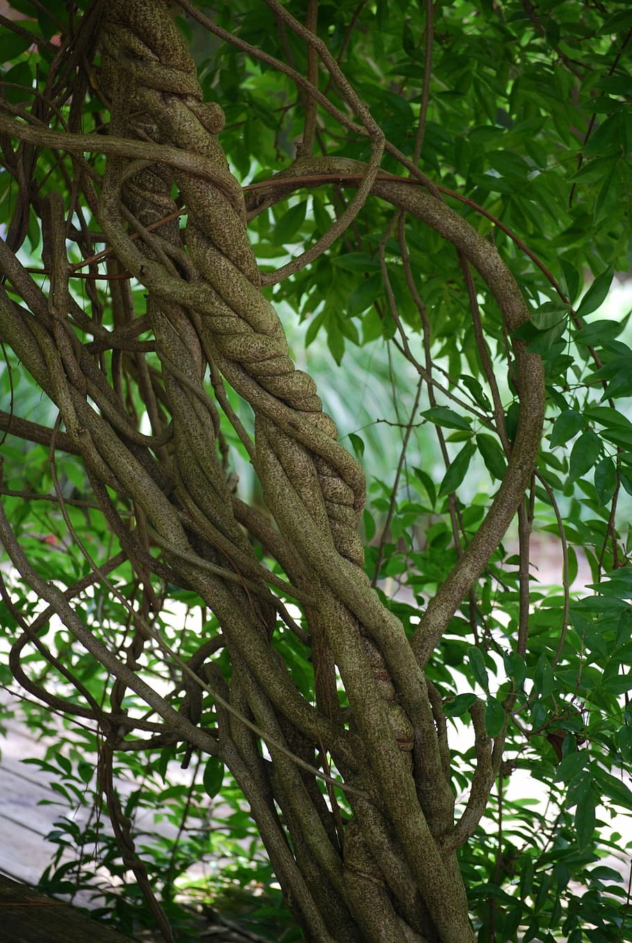 Entwined, Braid, Sculpture, Vines, Trees, nature, garden, tree, branch, green color
