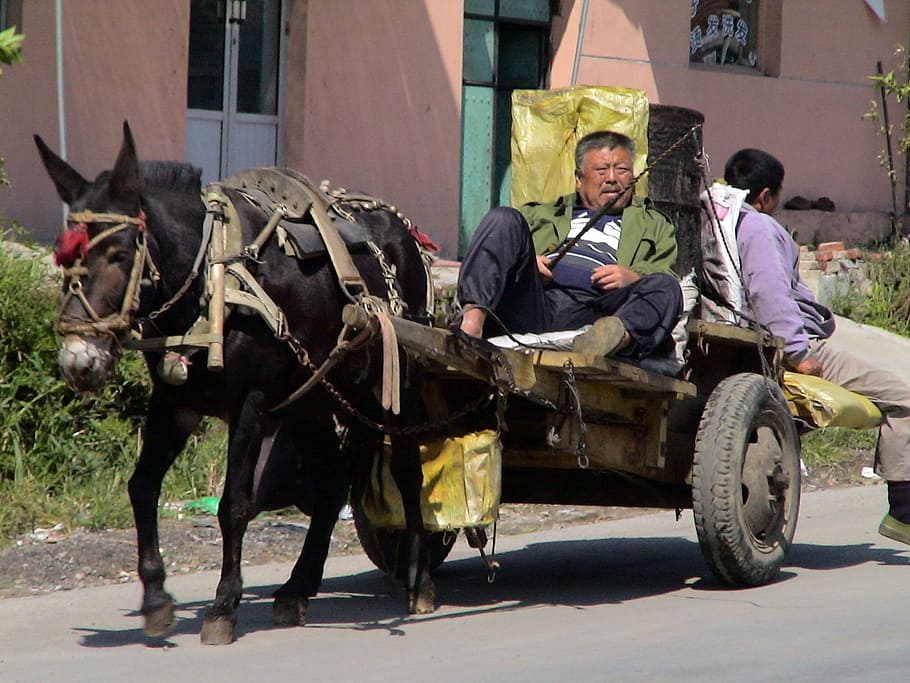 donkey carts, companions, drive, dare, china, man, person, human, dandong, lianoning