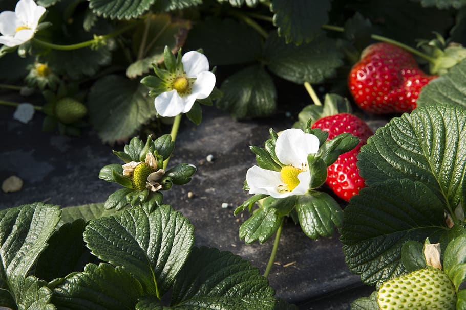 flower, strawberry, strawberries, candonga, basilicata, parker, spring, sano, alimentari, health