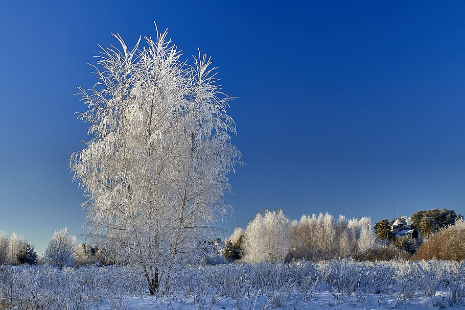 Hoarfrost, white-leafed tree during daytime, winter, cold temperature, snow, plant, beauty in nature, tree, white color, nature
