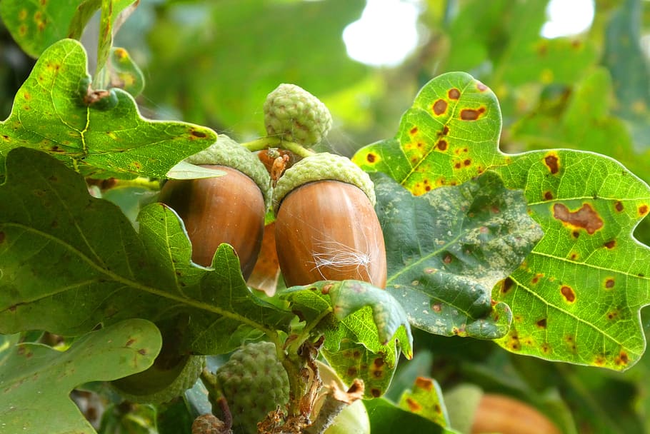 acorns, boomvruchten, autumn, leaves, oak tree, colorful, acorn, colors, vegetable, season