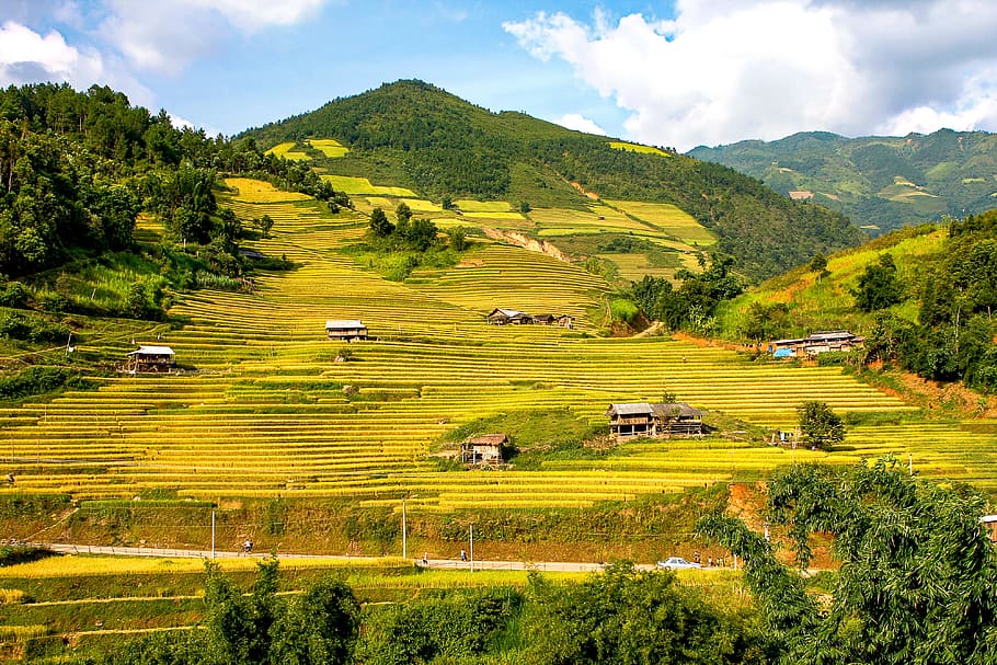 verde, campo de arroz, tomado, durante el día, paisaje de montaña, paisaje, terrazas, la casa, seda, amarillo