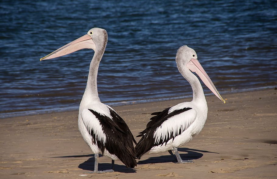 two, black-and-white, pelicans, sea shore, sea, beach, bird, black, white, feathers