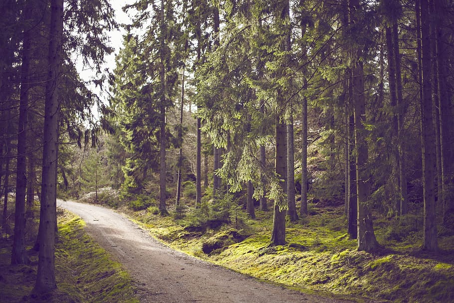woods, outdoors, trees, trail, path, trek, forest, grass, green, leaves