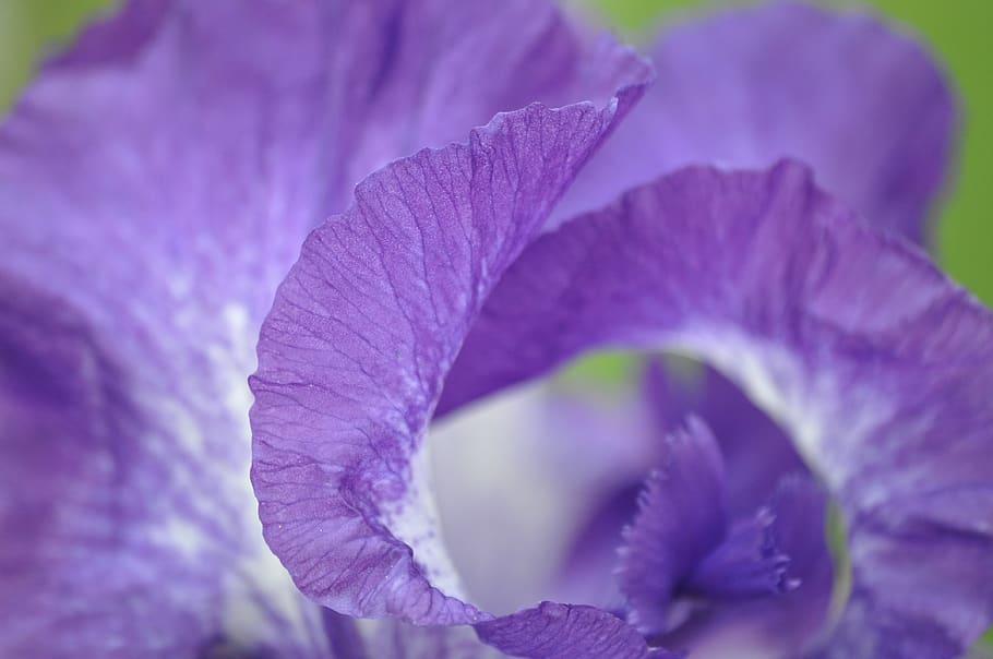 iris, flower, plant, garden, nature, flowering plant, petal, purple, close-up, beauty in nature