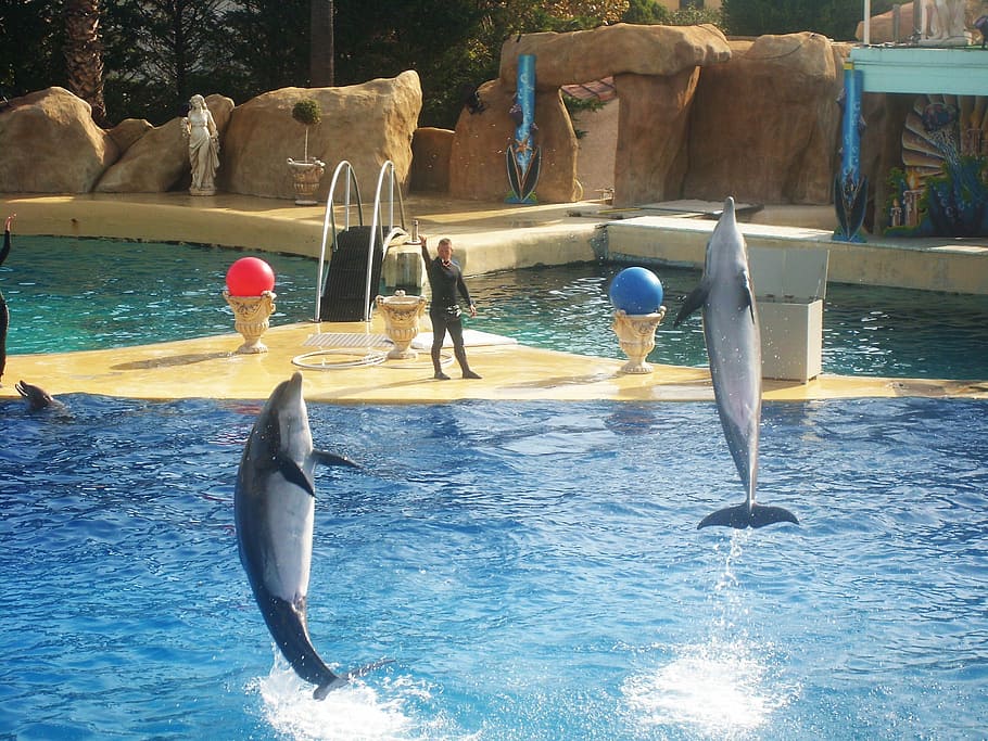Zoo, Marineland, Dolphin, Jump, Basin, dolphin basin, france, water, swimming, swimming pool