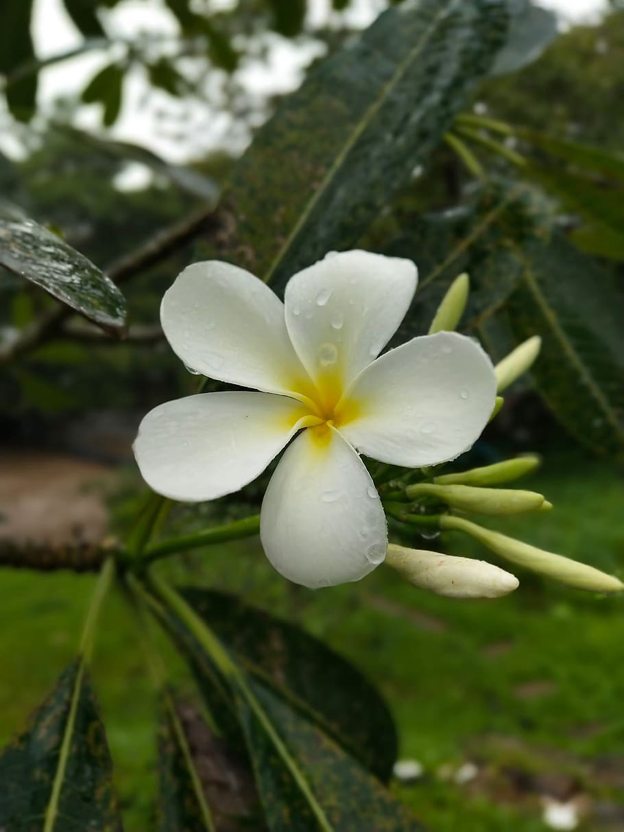 more information flowers thailand white flower nature