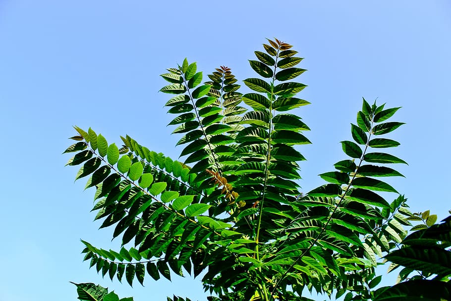 fern, fiddlehead, plant, leaf fern, nature, leaves, green, sky, green color, growth