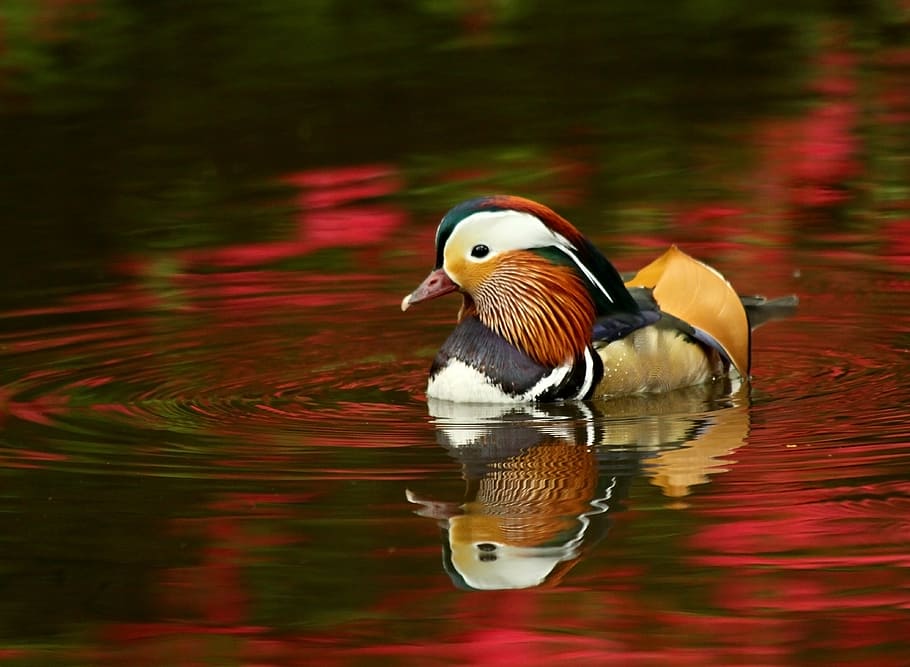 mandarin duck, pond, mandarin, duck, isabella, plantation, water, azalea, reflection, one animal