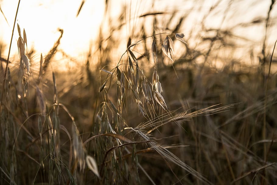 Barley, Farm, Nature, Agriculture, Field, grain, harvest, cereal, plant, crop