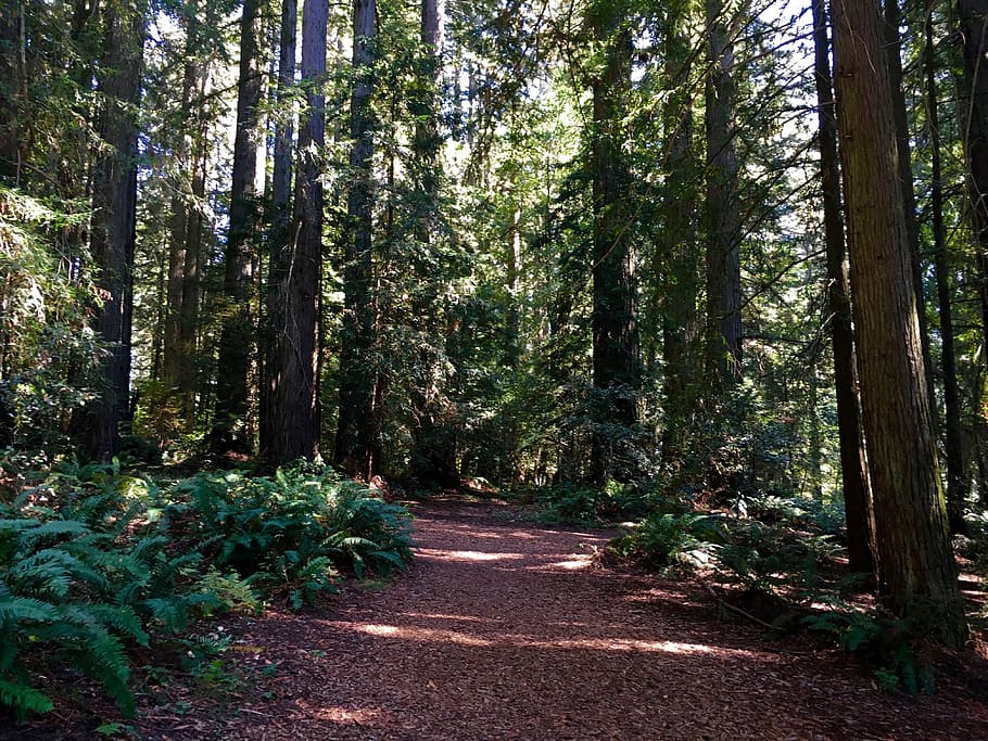 redwood, path, nature, woods, ancient, california, plant, tree, forest, growth
