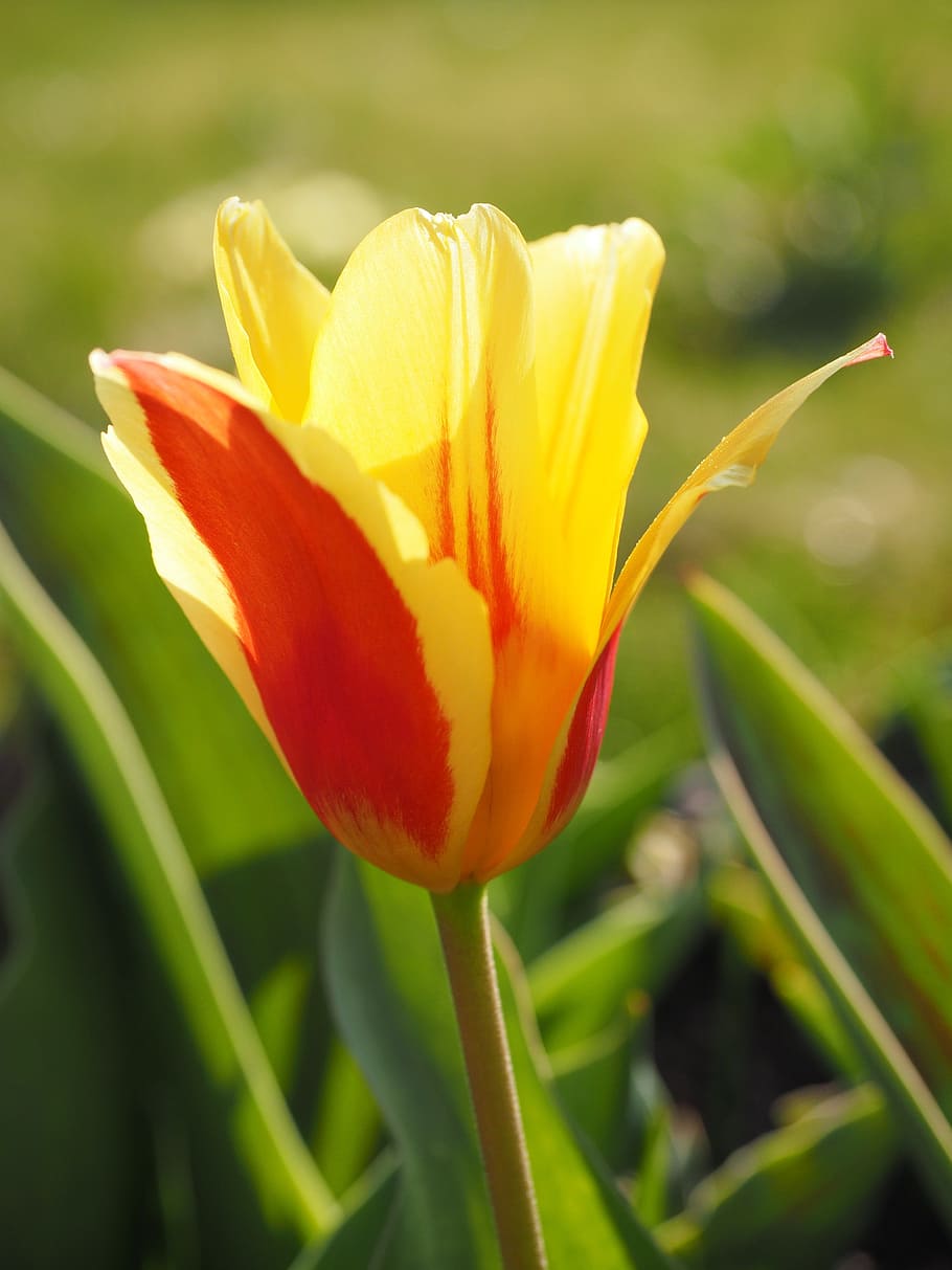 Tulip, Flower, red, yellow, red yellow, spring, close, colorful, color, tulipa