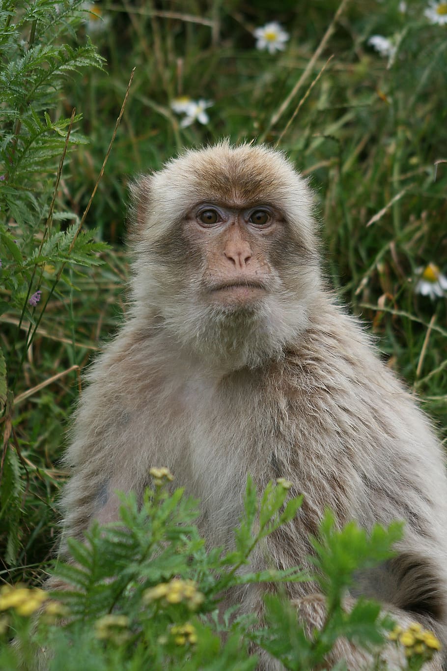 monkey, face to face, animal, mammal, wildlife, primate, nature, macaque, animals In The Wild, outdoors